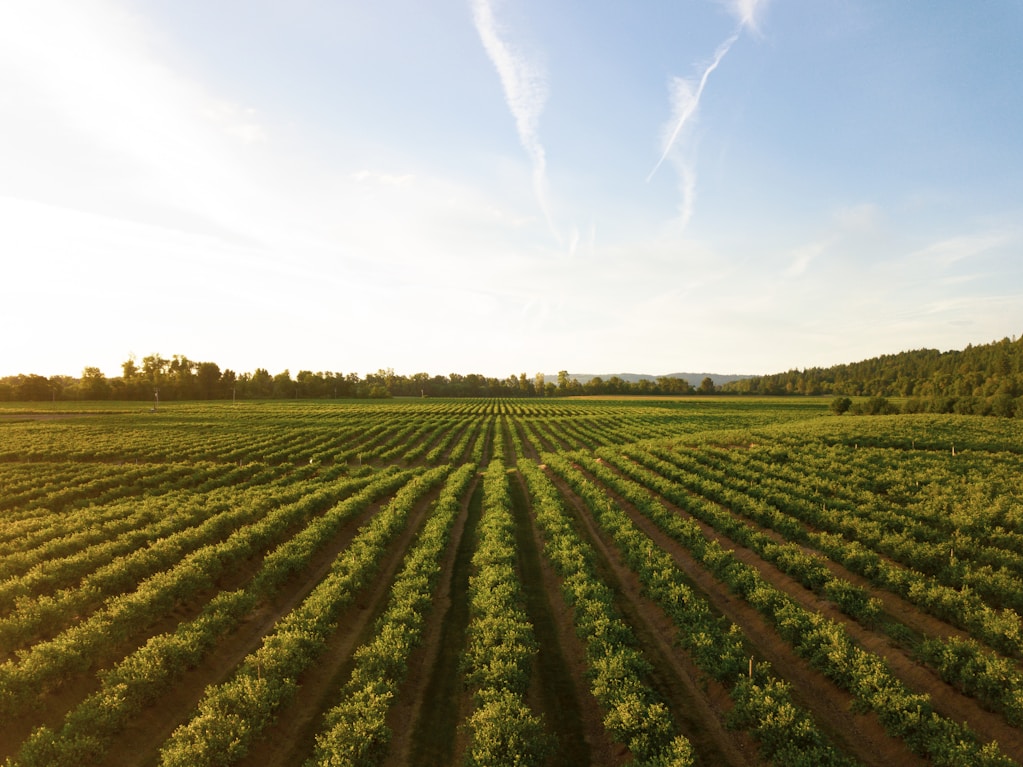 Agriculture Sector